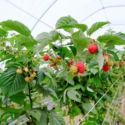 Arata mai multe informatii pentru FOLIE PLASTIKA KRITIS 3809 UV- DIFUZA PREMIUM, EVA 16m Picture of FOLIE PLASTIKA KRITIS 3809 UV- DIFUZA PREMIUM, EVA 16m